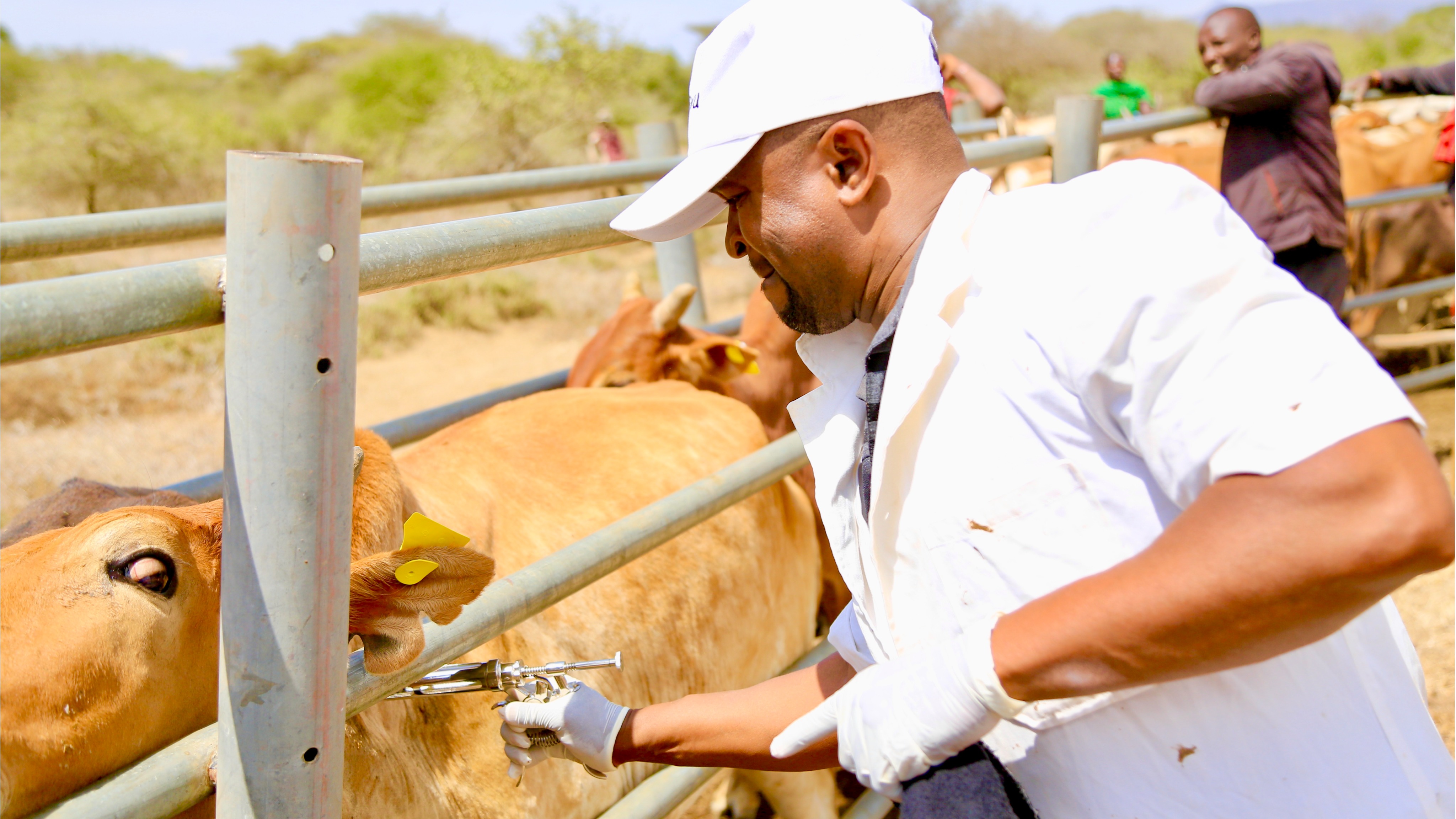 TANZANIA YAANZA UTEKELEZAJI KAMPENI YA  CHANJO ZA MIFUGO NA UTAMBUZI